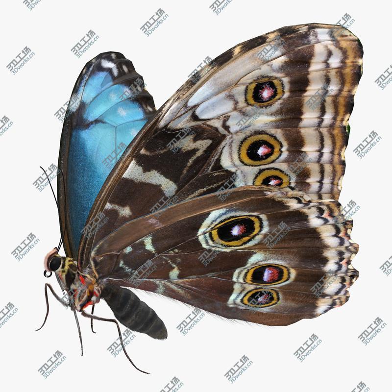 images/goods_img/2021040235/3D Morpho Peleides Butterfly Rigged with Fur/1.jpg